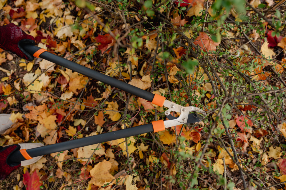 Bradas Astschere im Einsatz